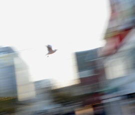 City-bird