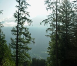 Conifers
