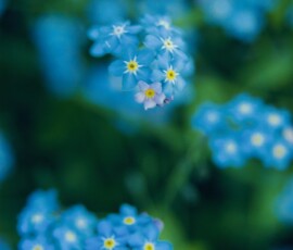 Forget-me-not