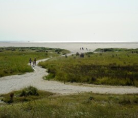 Shore
