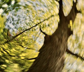 Dancing-trees-I