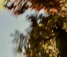 Dancing-trees-II