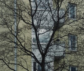 Trees-with-a-house