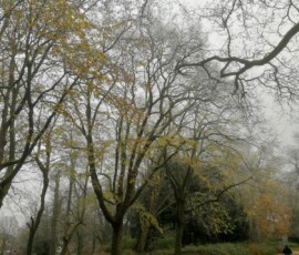 Way-of-the-season
